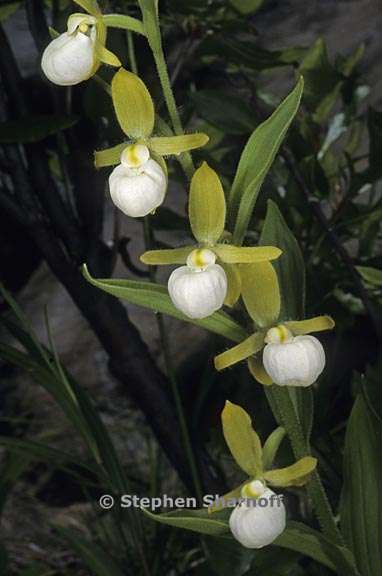 cypripedium californicum 1 graphic